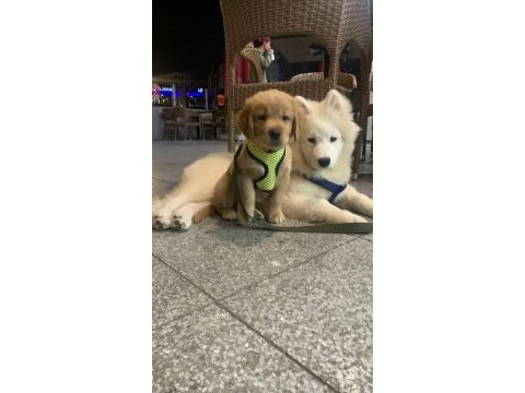 Samoyed 4 aylık aşıları tam yavru