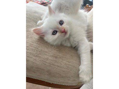 British shorthair yavrularımıza ömürlük yuva arıyorum