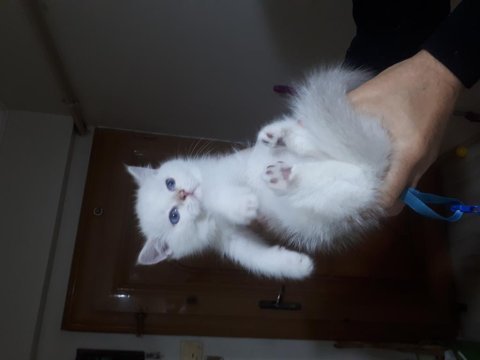 Masmavi gözlü british shorthair yavru