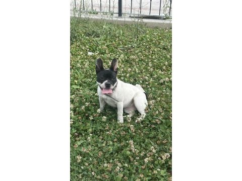 6 aylık ve 3 yaşında dişi french bulldog