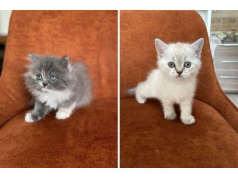 Brıtısh longhair ve shorthaır güzellikler