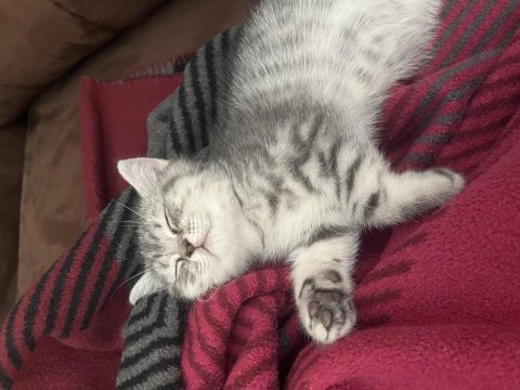 Uyumlu çok sevimli yavru british shorthair