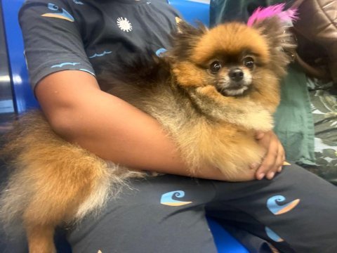 3 yaş dişi pomeranian