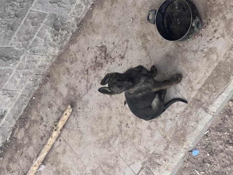 Son kalan yavru belçika kurdu hızlı olun