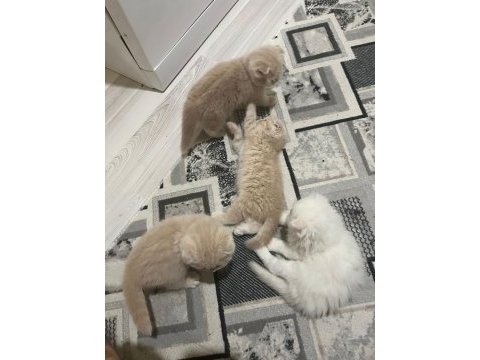2025 doğumlu scottish fold bebekler yeni yuvalarını bekliyor