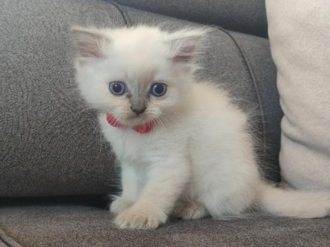 Safkan anne babadan british shorthair ayı surat yavrular