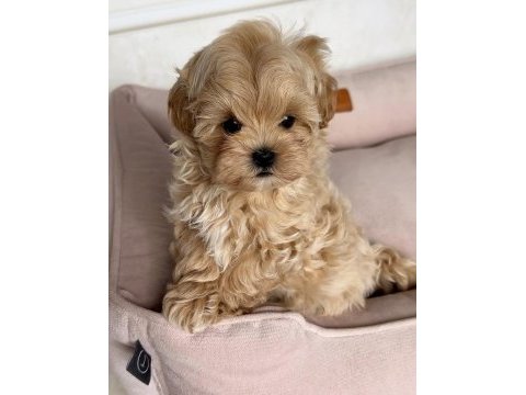 Kıpkızıl mini morkie 1 kg