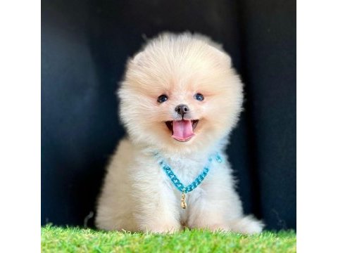 Sevimli pomeranian boo yavrularımız