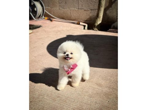 Oyuncu karakterli pomeranian boo yavrularımız