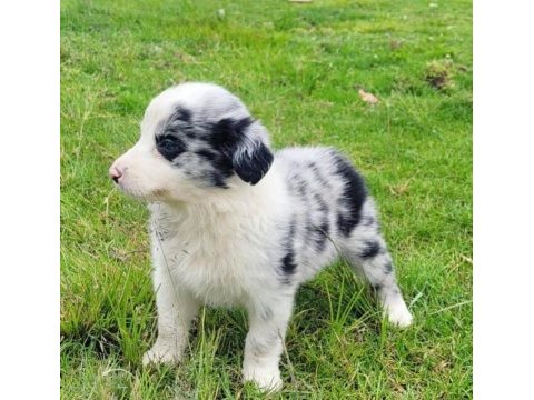 A kalite border collie yavrular
