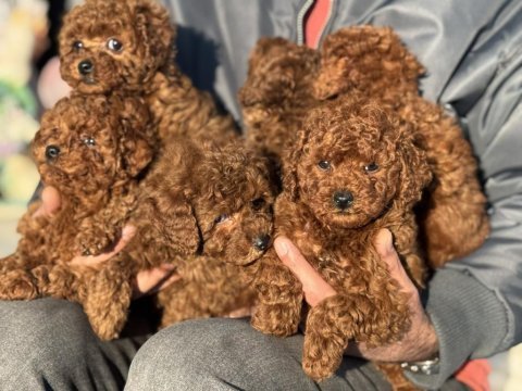 Petmode köpek çiftliğinden redbrown toy poodle