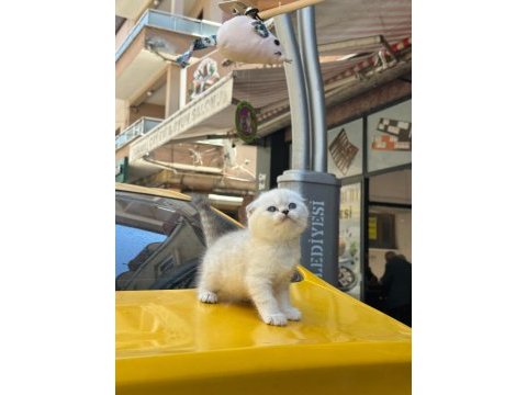 Orjinal british longhair tuvalet eğitimli