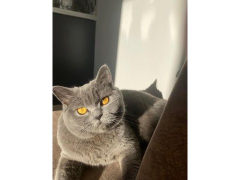 Gönüllü sahiplendirme british shorthair