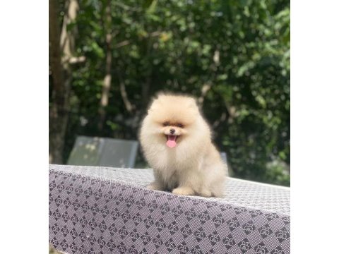 4 aylık dişi ayı surat garantili pomeranian
