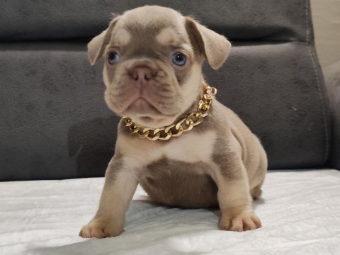 New shade ısabella ve rojo merle fransız bulldog yavruları
