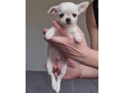 Teacup kar beyaz chihuahua bebekleri geldi
