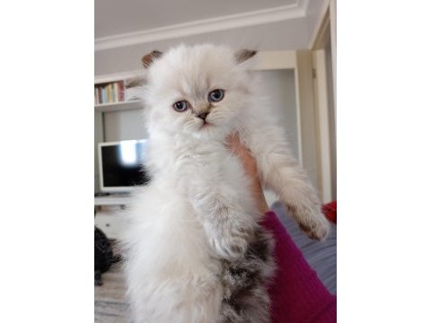 Pamuk scottish straight yavrular