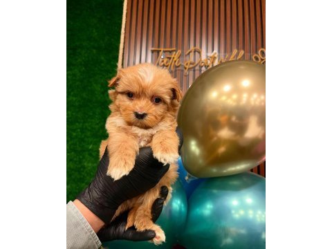 Sağlık garantili maltipoo yavrularımız