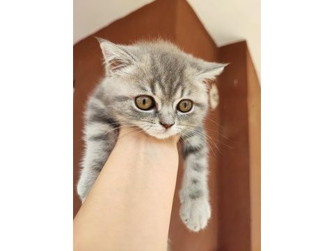 British longhair minişler yeni sahiplerini bekliyor