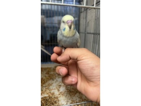 45 günlük show jumbo muhabbet kuşu paşa ele alışık