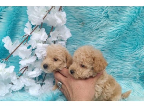 Irk ve sağlık garantili maltipoo bebeklerimiz