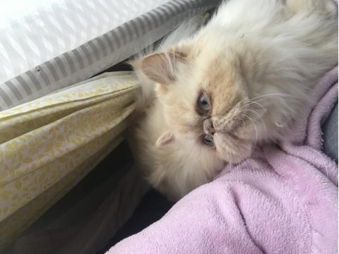 Safkan persian 2 yaşında