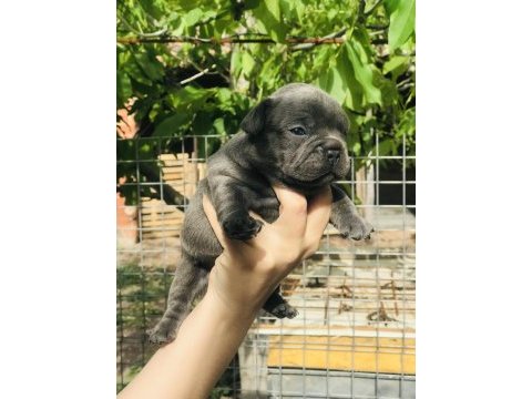 French bulldog yavrularımız rezerveye açılmıştır