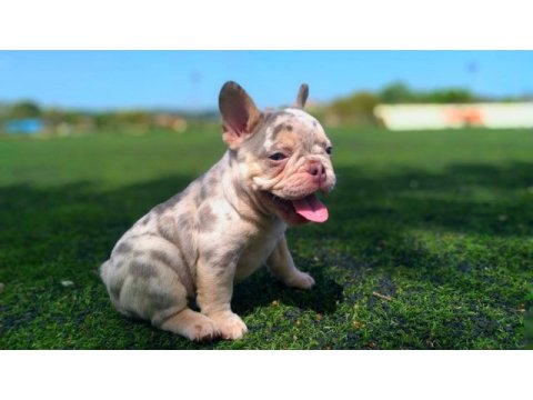 Lilac merle tan isabella carrier french bulldıog