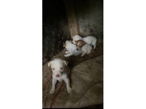 6 yavru köpeğimiz