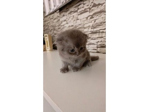 Scottish straight ve scottish fold yavrular