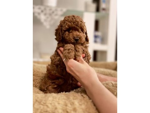 Orjinal toy poodle