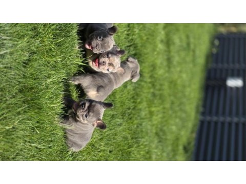 Renkli gözlü ev ortamında bakılan french bulldog yavrularım