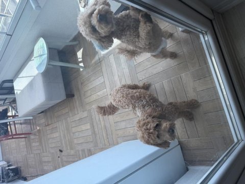 Ankara toy poodle yavruları sahiplerini bekliyor