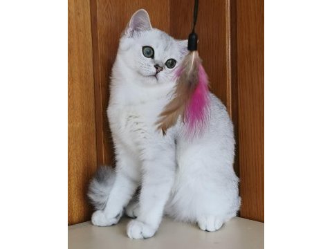 Scottish straight shorthair ns11 erkek