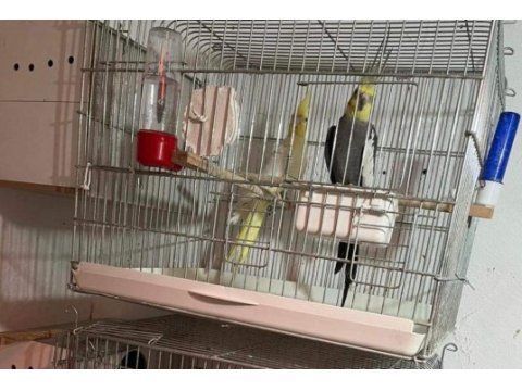 Yavru yumurtalı yumurta hazırlığında sultan papağanları