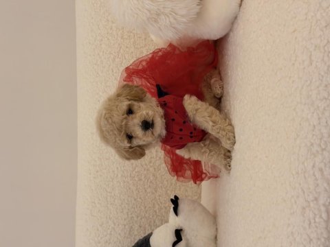 0 numara maltipoo yavrularımız