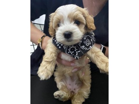 Muhteşem maltipoo bebekler