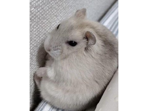Gonzales hamster yavrular heryere gönderim var