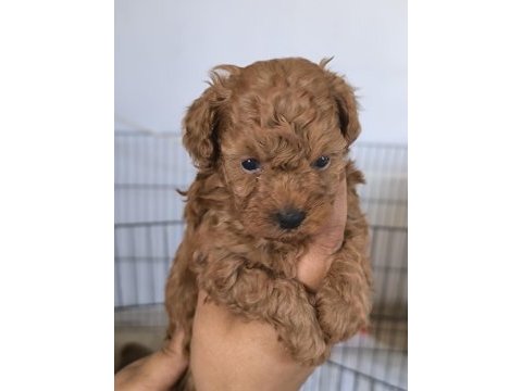 Toy poodle bebekler