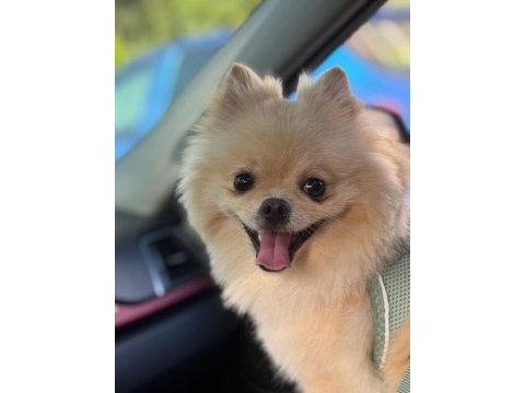 Sevimli pomeranian yavrular