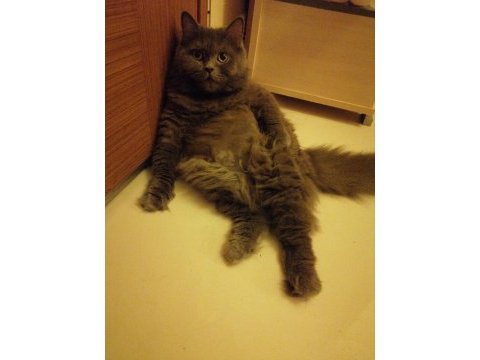 Orijinal dişi british longhair kızgınlıkta yuva arıyor