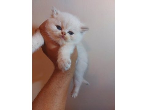 Sampiyon anne babadan saf british longhair bebekler