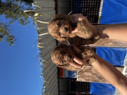 Toy poodle yavrularım