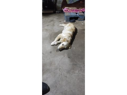 Antalya içi yavru golden retriever sahiplendirme