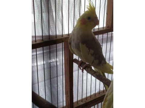 Sultan papağanı 3.5 aylık