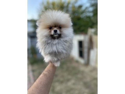 Sağlık ve ırk garantili pomeranian yavrularımız 