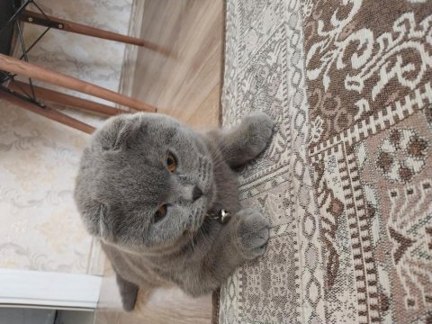 Scottish fold ev kedisi