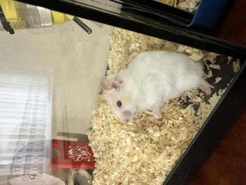 Suriye hamster yavruları