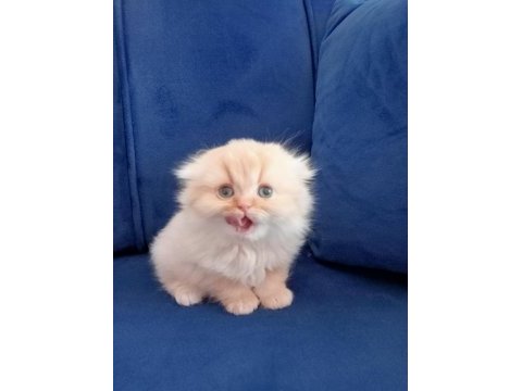 Scottish fold longhair kedimiz