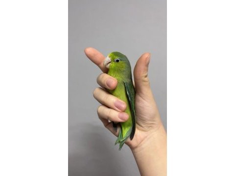 2 yaşında dişi forpus papağanı
